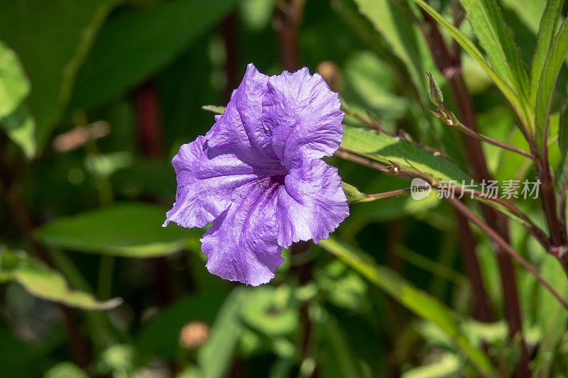Ruellia Simplex，墨西哥的Petunia Or Bluebell。